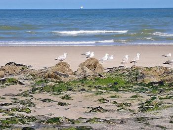 Seagulls perching on beach