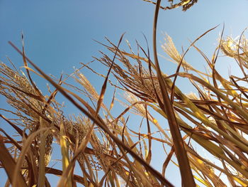 Low angle view of stalks against blue sky