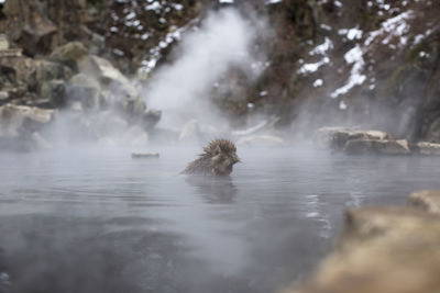 Snow monkeys in hot spring water, japan