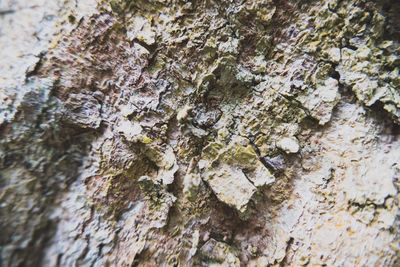 Full frame shot of tree trunk