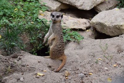 Portrait of meerkat on rock