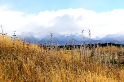 Scenic view of field against sky