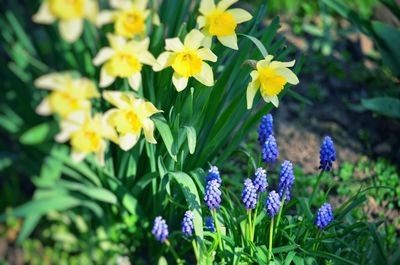 Close-up of purple flowering plants on field