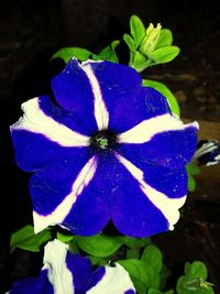 Close-up of purple flowers blooming