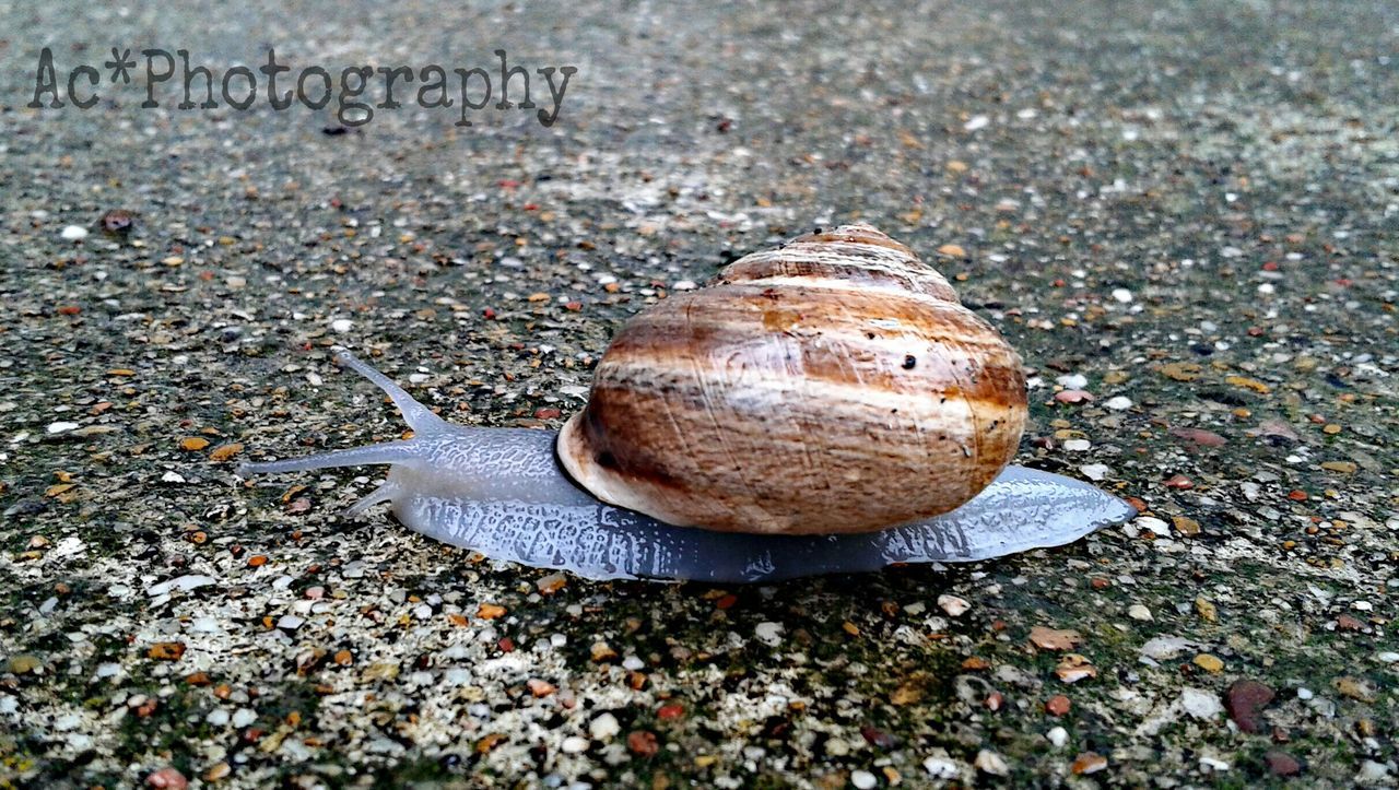 CLOSE-UP OF SNAIL ON GROUND