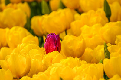 Close-up of yellow tulips