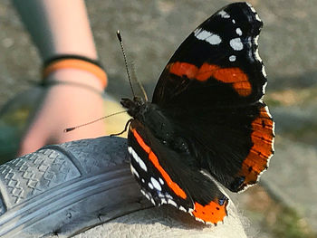 Butterfly on flower