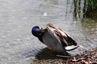 Close-up of duck in lake