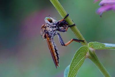 Close-up of insect on plant