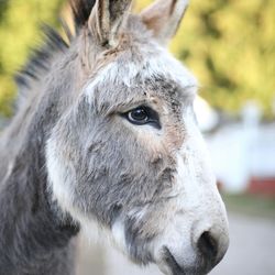 Close-up portrait of horse