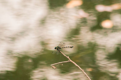 Female orthetrum sabina spread their wings on a dry branch. ,