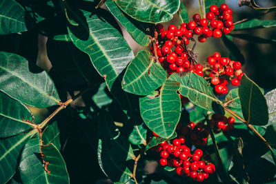 Close-up of berries growing on tree