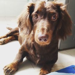 Close-up portrait of dog at home