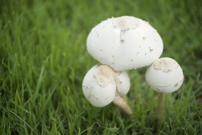 Close-up of mushrooms growing on field