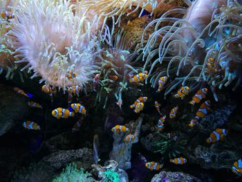 Close-up of coral in sea