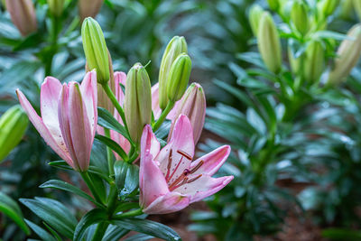 Close-up of pink flowering plant