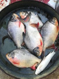 High angle view of fish for sale