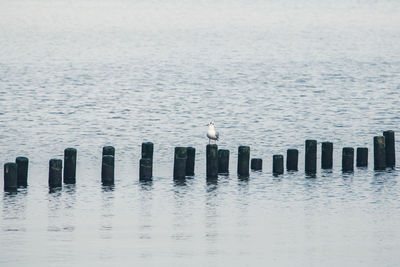 Seagull perching on wooden post in sea