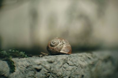 Close-up of snail on rock