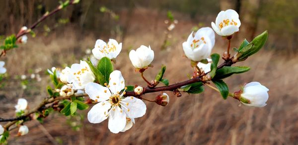 Close-up of white cherry blossoms in spring