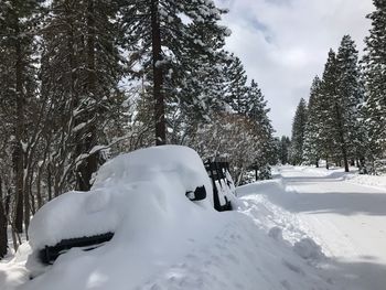 Snow covered trees against sky