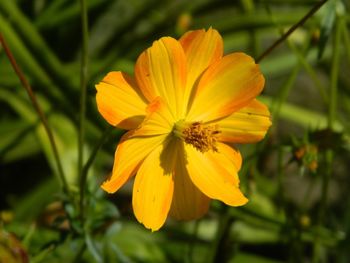 Close-up of yellow flowering plant