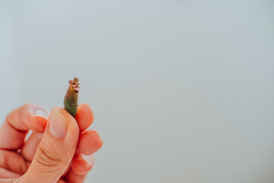 Close-up of person hand against colored background