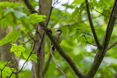 Low angle view of bird perching on tree