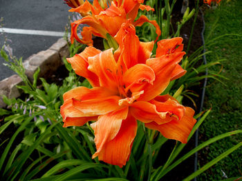 Close-up of red flower