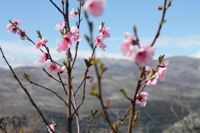 Close-up of pink flowers on branch