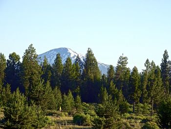 Pine trees in forest against clear sky