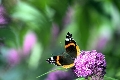 Close-up of butterfly pollinating on pink flower