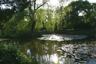 Scenic view of lake in forest