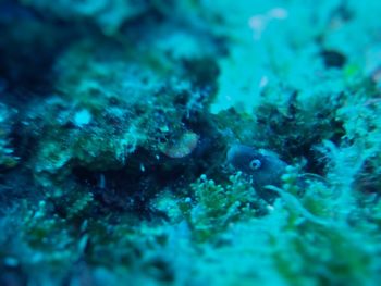 Close-up of fish swimming in sea