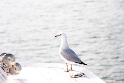 Seagull perching on a sea