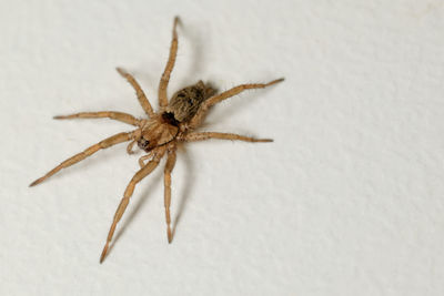 Close-up of spider on white background