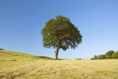 Trees on landscape against clear blue sky