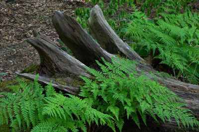High angle view of tree trunk in forest