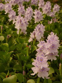 Close-up of purple flowering plants