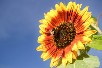 Low angle view of bumblebee on sunflower