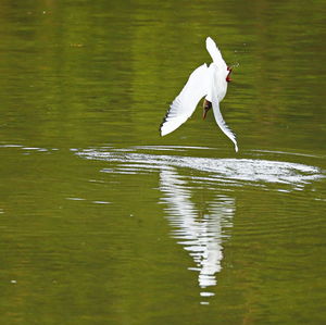 White swan on lake