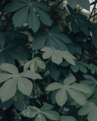 High angle view of leaves on plant