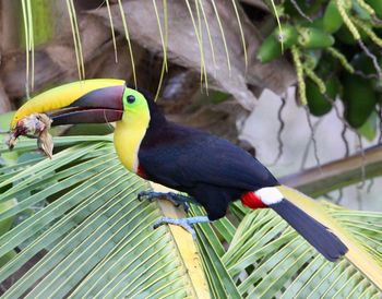 Close-up of parrot perching on tree