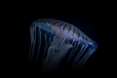 Close-up of jellyfish swimming in aquarium