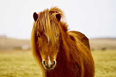  close-up of icelandic horse