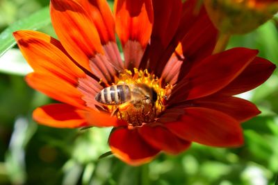 Close-up of insect on flower