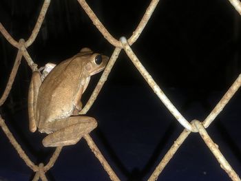 Close-up of lizard on metal fence