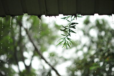 Close-up of wet plant during rainy season