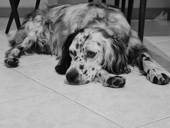 High angle view of dog lying on floor at home