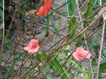 Close-up of red flowers